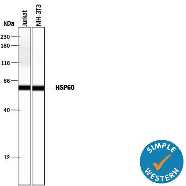 Simple Western lane view shows lysates of Jurkat human acute T cell leukemia cell line and NIH‑3T3 mouse embryonic fibroblast cell line, loaded at 0.2 mg/mL. A specific band was detected for HSP60 at approximately 60 kDa (as indicated) using 0.5 µg/mL of Rabbit Anti-Human/Mouse/Rat HSP60 Antigen Affinity-purified Polyclonal Antibody (Catalog # AF1800). This experiment was conducted under reducing conditions and using the 12-230 kDa separation system.