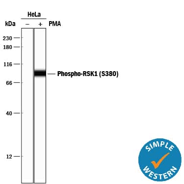 Simple Western RSK1 [p Ser380] Antibody (1024A) [Unconjugated]