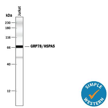 Simple Western GRP78/HSPA5 Antibody (474421)