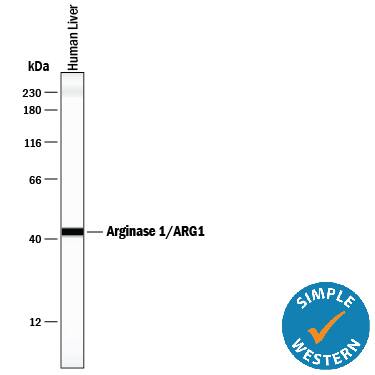 Simple Western lane view shows lysates of human liver tissue, loaded at 0.2 mg/mL. A specific band was detected for Arginase 1/ARG1 at approximately 42 kDa (as indicated) using 20 µg/mL of Mouse Anti-Human Arginase 1/ARG1 Monoclonal Antibody (Catalog # MAB5868). This experiment was conducted under reducing conditions and using the 12-230 kDa separation system.*Non-specific interaction with the 230kDa Simple Western standard may be seen with this antibody.