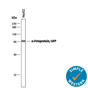 Simple Western lane view shows lysates of HepG2 human hepatocellular carcinoma cell line, loaded at 0.2 mg/mL. A specific band was detected for  alpha ‑Fetoprotein/AFP at approximately 70 kDa (as indicated) using 5 µg/mL of Mouse Anti-Human/Mouse  alpha ‑Fetoprotein/AFP Monoclonal Antibody (Catalog # MAB1368). This experiment was conducted under reducing conditions and using the 12-230 kDa separation system.