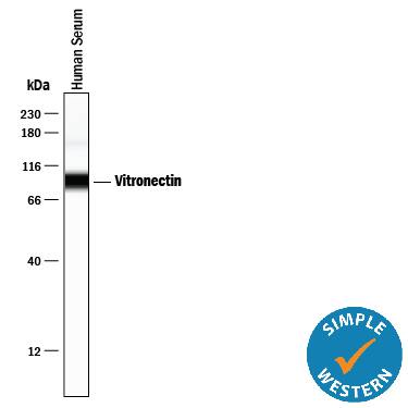 Simple Western Vitronectin Antibody (342603) [Unconjugated]