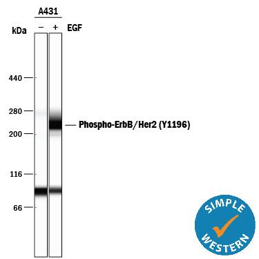 <b>Biological Strategies Validation. </b>Simple Western lane view shows lysates of A431 human epithelial carcinoma cell line untreated (-) or treated (+) with 10 ng/mL Recombinant Human EGF (Catalog # 236-EG) for 5 minutes, loaded at 0.2 mg/mL. A specific band was detected for Phospho-ErbB2/Her2 (Y1196) at approximately 237 kDa (as indicated) using 5 µg/mL of Rabbit Anti-Human Phospho-ErbB2/Her2 (Y1196) Antigen Affinity-purified Polyclonal Antibody (Catalog # AF4438). This experiment was conducted under reducing conditions and using the 66-440 kDa separation system.