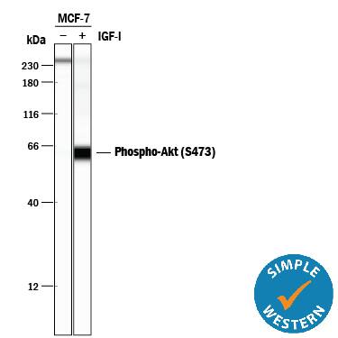 <b>Biological Strategies Validation. </b>Simple Western lane view shows lysates of MCF-7 human breast cancer cell line untreated (-) or treated (+) with 100 ng/mL Recombinant Human IGF-I (Catalog # 291-G1) for 20 minutes, loaded at 0.2 mg/mL. A specific band was detected for Phospho-Akt (S473) at approximately 65 kDa (as indicated) using 2 µg/mL of Mouse Anti-Human/Mouse Phospho-Akt (S473) Pan Specific Monoclonal Antibody (Catalog # MAB887). This experiment was conducted under reducing conditions and using the 12-230 kDa separation system.