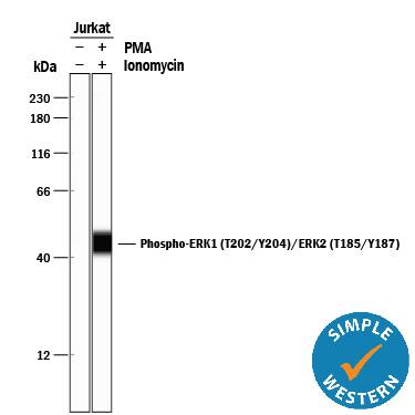 <b>Biological Strategies Validation. </b>Simple Western lane view shows lysates of Jurkat human acute T cell leukemia cell line untreated (-) or treated (+) with 200 nM PMA and Ionomycin for 20 minutes, loaded at 0.2 mg/mL. A specific band was detected for Phospho-ERK1 (T202/Y204)/ERK2 (T185/Y187) at approximately 42 kDa (as indicated) using 5 µg/mL of Rabbit Anti-Human/Mouse/Rat Phospho-ERK1/ERK2 (ERK1 T202/Y204, ERK2 T185/Y187) Monoclonal Antibody (Catalog # MAB1018). This experiment was conducted under reducing conditions and using the 12-230 kDa separation system.