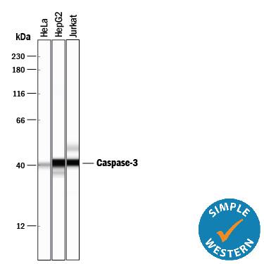 Simple Western lane view shows lysates of HeLa human cervical epithelial carcinoma cell line, HepG2 human hepatocellular carcinoma cell line, and Jurkat human acute T cell leukemia cell line, loaded at 0.2 mg/mL. A specific band was detected for Caspase-3 at approximately 40 kDa (as indicated) using 5 µg/mL of Goat Anti-Human/Mouse Caspase-3 Antigen Affinity-purified Polyclonal Antibody (Catalog # AF-605-NA) 1:50 dilution followed by HRP-conjugated Anti-Goat IgG Secondary Antibody (Catalog # HAF017) . This experiment was conducted under reducing conditions and using the 12-230 kDa separation system.