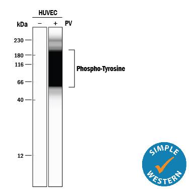 Simple Western Phospho-Tyrosine Antibody (179003) [Unconjugated]
