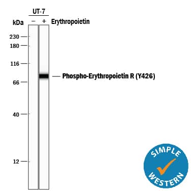 <b>Biological Strategies Validation. </b>Simple Western lane view shows lysates of UT-7 human acute myeloid leukemia cell line untreated (-) or treated (+) with 300 ng/mL Recombinant Human Erythropoietin (Tissue Culture Grade) (Catalog # 287-TC) for 10 minutes, loaded at 0.2 mg/mL. A specific band was detected for Phospho-Erythropoietin R (Y426) at approximately 70 kDa (as indicated) using 10 µg/mL of Mouse Anti-Human Phospho-Erythropoietin R (Y426) Monoclonal Antibody (Catalog # MAB6926). This experiment was conducted under reducing conditions and using the 12-230 kDa separation system.