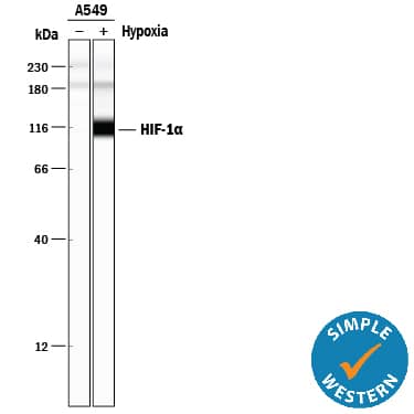 <b>Biological Strategies Validation. </b>Simple Western lane view shows lysates of A549 human lung carcinoma cell line untreated (-) or treated (+) with Hypoxia (1% O2), loaded at 0.2 mg/mL. A specific band was detected for HIF-1 alpha/HIF1A at approximately 116 kDa (as indicated) using 10 µg/mL of Mouse Anti-Human/Mouse/Rat HIF-1 alpha/HIF1A Monoclonal Antibody (Catalog # MAB1536). This experiment was conducted under reducing conditions and using the 12-230 kDa separation system.