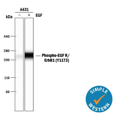 Simple Western EGFR [p Tyr1173] Antibody [Unconjugated]