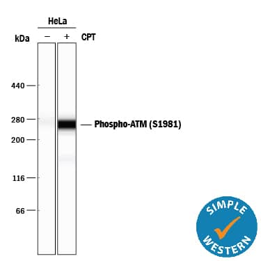<b>Biological Strategies Validation. </b>Simple Western lane view shows lysates of HeLa human cervical epithelial carcinoma cell line untreated (-) or treated (+) with 1 µM Camptothecin (CPT) for 1 hour, loaded at 0.2 mg/mL. A specific band was detected for Phospho-ATM (S1981) at approximately 270 kDa (as indicated) using 10 µg/mL of Rabbit Anti-Human/Mouse/Rat Phospho-ATM (S1981) Antigen Affinity-purified Polyclonal Antibody (Catalog # AF1655). This experiment was conducted under reducing conditions and using the 66-440 kDa separation system.