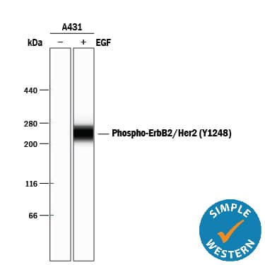 <b>Biological Strategies Validation. </b>Simple Western lane view shows lysates of A431 human epithelial carcinoma cell line untreated (-) or treated (+) with 10 ng/mL Recombinant Human EGF (Catalog # 236-EG) for 5 minutes, loaded at 0.2 mg/mL. A specific band was detected for Phospho-ErbB2/Her2 (Y1248) at approximately 265 kDa (as indicated) using 5 µg/mL of Rabbit Anti-Human Phospho-ErbB2/Her2 (Y1248) Antigen Affinity-purified Polyclonal Antibody (Catalog # AF1768). This experiment was conducted under reducing conditions and using the 66-440 kDa separation system.