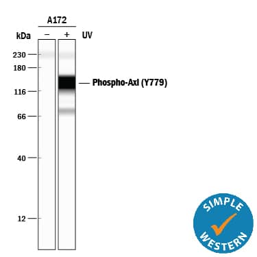 <b>Biological Strategies Validation. </b>Simple Western lane view shows lysates of A172 human glioblastoma cell line untreated (-) or treated (+) with 1 mM Pervanadate (PV) for 30 minutes, loaded at 0.2 mg/mL. A specific band was detected for Phospho-Axl (Y779) at approximately 150 kDa (as indicated) using 4 µg/mL of Mouse Anti-Human Phospho-Axl (Y779) Monoclonal Antibody (Catalog # MAB6965). This experiment was conducted under reducing conditions and using the 12-230 kDa separation system.*Non-specific interaction with the 230 kDa Simple Western standard may be seen with this antibody.