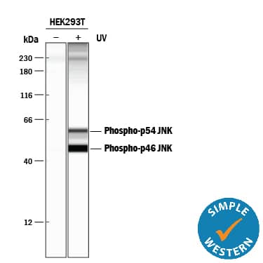 <b>Biological Strategies Validation. </b>Simple Western lane view shows lysates of HEK293T human embryonic kidney cell line untreated (-) or treated (+) with 100 J/m2ultraviolet light (UV) for 30 minutes, loaded at 0.2 mg/mL. Specific bands were detected for Phospho-JNK (T183/Y185) at approximately 56 and 46 kDa (as indicated) using 5 µg/mL of Rabbit Anti-Human/Mouse/Rat Phospho-JNK (T183/Y185) Antigen Affinity-purified Polyclonal Antibody (Catalog # AF1205). This experiment was conducted under reducing conditions and using the 12-230 kDa separation system.*Non-specific interaction with the 230 kDa Simple Western standard may be seen with this antibody.