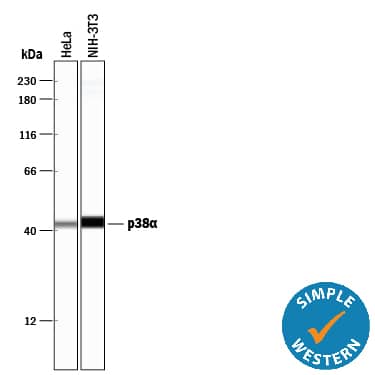 Simple Western lane view shows lysates of HeLa human cervical epithelial carcinoma cell line and NIH‑3T3 mouse embryonic fibroblast cell line, loaded at 0.2 mg/mL. A specific band was detected for p38 alpha  at approximately 43 kDa (as indicated) using 5 µg/mL of Rabbit Anti-Human/Mouse/Rat p38 alpha  Antigen Affinity-purified Polyclonal Antibody (Catalog # AF8691). This experiment was conducted under reducing conditions and using the 12-230 kDa separation system.