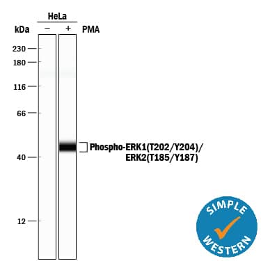 <b>Biological Strategies Validation. </b>Simple Western lane view shows lysates of HeLa human cervical epithelial carcinoma cell line untreated (-) or treated (+) with PMA, loaded at 0.2 mg/mL. A specific band was detected for ERK1 (T202/Y204)/ERK2 (T185/Y187) at approximately 44 kDa (as indicated) using 5 µg/mL of Rabbit Anti-Human/Mouse/Rat Phospho-ERK1 (T202/Y204)/ERK2 (T185/Y187) Antigen Affinity-purified Polyclonal Antibody (Catalog # AF1018). This experiment was conducted under reducing conditions and using the 12-230 kDa separation system.