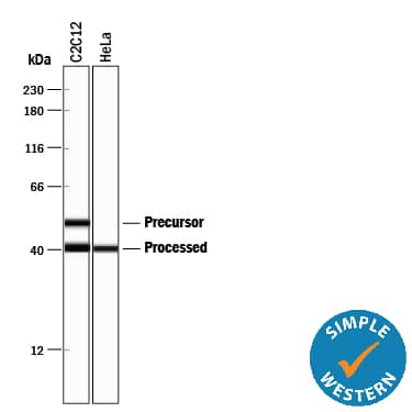 Simple Western HTRA2/Omi Antibody [Unconjugated]