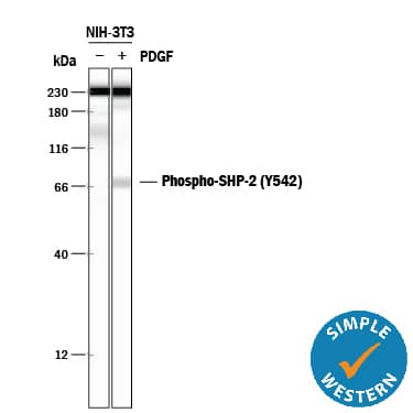 Simple Western SHP-2/PTPN11 [p Tyr542] Antibody [Unconjugated]