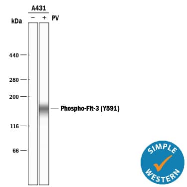 <b>Biological Strategies Validation. </b>Simple Western lane view shows lysates of A431 human epithelial carcinoma cell line untreated (-) or treated (+) with 100 µM Pervanadate (PV) for 10 minutes, loaded at 0.2 mg/mL. A specific band was detected for Phospho-Flt‑3/Flk‑2 (Y591) at approximately 166 kDa (as indicated) using 5 µg/mL of Rabbit Anti-Human Phospho-Flt‑3/Flk‑2 (Y591) Antigen Affinity-purified Polyclonal Antibody (Catalog # AF368). This experiment was conducted under reducing conditions and using the 66-440 kDa separation system.