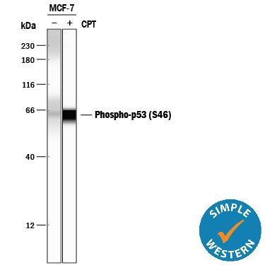 <b>Biological Strategies Validation. </b>Simple Western lane view shows lysates of MCF‑7 human breast cancer cell line untreated (-) or treated (+) with 1 µM Camptothecin (CPT) for 5 hours, loaded at 0.2 mg/mL. A specific band was detected for Phospho-p53 (S46) at approximately 65 kDa (as indicated) using 10 µg/mL of Rabbit Anti-Human Phospho-p53 (S46) Antigen Affinity-purified Polyclonal Antibody (Catalog # AF1489). This experiment was conducted under reducing conditions and using the 12-230 kDa separation system.