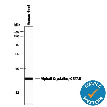 Simple Western lane view shows lysates of human heart tissue, loaded at 0.2 mg/mL. A specific band was detected for AlphaB Crystallin/CRYAB at approximately 28 kDa (as indicated) using 1 µg/mL of Mouse Anti-Human/Mouse/Rat AlphaB Crystallin/CRYAB Monoclonal Antibody (Catalog # MAB4849). This experiment was conducted under reducing conditions and using the 12-230 kDa separation system.