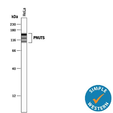 Simple Western lane view shows lysates of HeLa human cervical epithelial carcinoma cell line, loaded at 0.2 mg/mL. Specific bands were detected for PNUTS at approximately 100-150 kDa (as indicated) using 1 µg/mL of Rabbit Anti-Human/Mouse/Rat PNUTS Antigen Affinity-purified Polyclonal Antibody (Catalog # AF21581). This experiment was conducted under reducing conditions and using the 12-230 kDa separation system.
