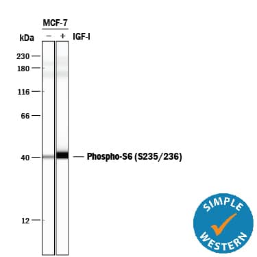 Simple Western lane view shows lysates of MCF-7 human breast cancer cell line untreated (-) or treated (+) with 100 ng/mL Recombinant Human IGF-I (Catalog # 291-G1) for 20 minutes, loaded at 0.5 mg/mL. A specific band was detected for Phospho-Ribosomal Protein S6/RPS6 (S235/S236) at approximately 40 kDa (as indicated) using 5 µg/mL of Rabbit Anti-Human/Mouse/Rat Phospho-Ribosomal Protein S6/RPS6 (S235/S236) Antigen Affinity-purified Polyclonal Antibody (Catalog # AF3918). This experiment was conducted under reducing conditions and using the 12-230 kDa separation system.