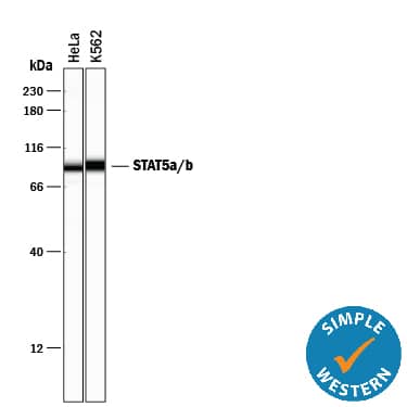 Simple Western STAT5a/b Antibody [Unconjugated] - Pan Specific