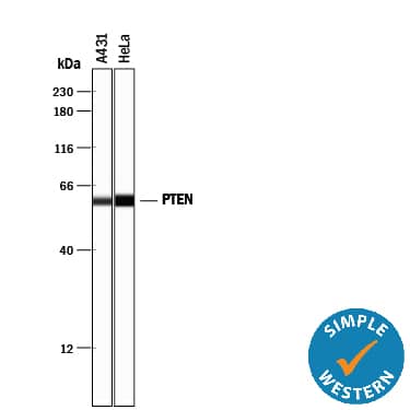 Simple Western lane view shows lysates of A431 human epithelial carcinoma cell line and HeLa human cervical epithelial carcinoma cell line, loaded at 0.2 mg/mL. A specific band was detected for PTEN at approximately 60 kDa (as indicated) using 1 µg/mL of Rabbit Anti-Human/Mouse/Rat PTEN Antigen Affinity-purified Polyclonal Antibody (Catalog # AF847). This experiment was conducted under reducing conditions and using the 12-230 kDa separation system.