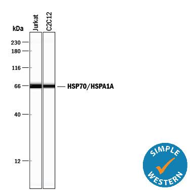 Simple Western lane view shows lysates of Jurkat human acute T cell leukemia cell line and C2C12 mouse myoblast cell line, loaded at 0.2 mg/mL. A specific band was detected for HSP70/HSPA1A at approximately 66 kDa (as indicated) using 0.5 µg/mL of Rabbit Anti-Human/Mouse/Rat HSP70/HSPA1A Antigen Affinity-purified Polyclonal Antibody (Catalog # AF1663). This experiment was conducted under reducing conditions and using the 12-230 kDa separation system.