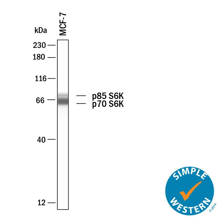 Simple Western p70 S6 Kinase/S6K Antibody [Unconjugated]