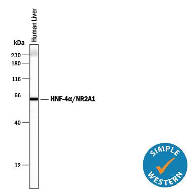 Simple Western lane view shows lysates of human liver tissue, loaded at 0.2 mg/mL. A specific band was detected for HNF‑4 alpha /NR2A1 at approximately 62 kDa (as indicated) using 10 µg/mL of Mouse Anti-Human HNF‑4 alpha /NR2A1 Monoclonal Antibody (Catalog # MAB4605). This experiment was conducted under reducing conditions and using the 12-230 kDa separation system.Non-specific interaction with the 230 kDa Simple Western standard may be seen with this antibody.