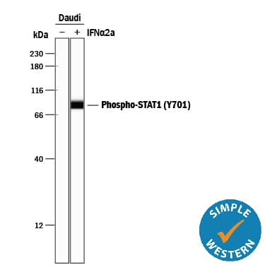 Simple Western lane view shows lysates of Daudi human Burkitt's lymphoma cell line untreated (-) or treated (+) with Recombinant Human IFN-aA (Catalog # 11100-1) for 20 minutes, loaded at 0.2 mg/mL. A specific band was detected for Phospho-STAT1 (Y701) at approximately 86 kDa (as indicated) using 5 µg/mL of Rabbit Anti-Human/Mouse Phospho-STAT1 (Y701) Antigen Affinity-purified Polyclonal Antibody (Catalog # AF2894). This experiment was conducted under reducing conditions and using the 12-230 kDa separation system.