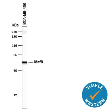 Simple Western MafB Antibody (372239) [Unconjugated]