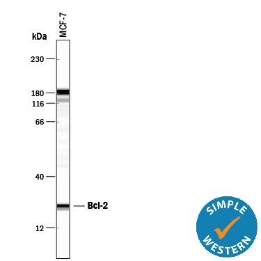 Simple Western lane view shows lysates of MCF‑7 human breast cancer cell line, loaded at 0.5 mg/mL. A specific band was detected for Bcl‑2 at approximately 24 kDa (as indicated) using 5 µg/mL of Mouse Anti-Human Bcl‑2 Minus C-Terminus Monoclonal Antibody (Catalog # MAB827). This experiment was conducted under reducing conditions and using the 12-230 kDa separation system.