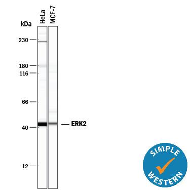 Simple Western lane view shows lysates of HeLa human cervical epithelial carcinoma cell line and MCF‑7 human breast cancer cell line, loaded at 0.5 mg/mL. A specific band was detected for ERK2 at approximately 43 kDa (as indicated) using 10 µg/mL of Mouse Anti-Human/Mouse/Rat ERK2 Monoclonal Antibody (Catalog # MAB1230). This experiment was conducted under reducing conditions and using the 12-230 kDa separation system.