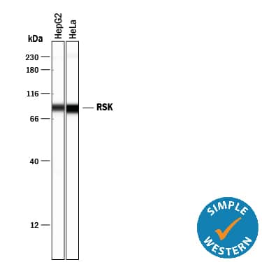 Simple Western lane view shows lysates of HepG2 human hepatocellular carcinoma cell line and HeLa human cervical epithelial carcinoma cell line, loaded at 0.2 mg/mL. A specific band was detected for RSK at approximately 86 kDa (as indicated) using 20 µg/mL of Mouse Anti-Human/Mouse/Rat RSK Pan Specific Monoclonal Antibody (Catalog # MAB2056). This experiment was conducted under reducing conditions and using the 12-230 kDa separation system.