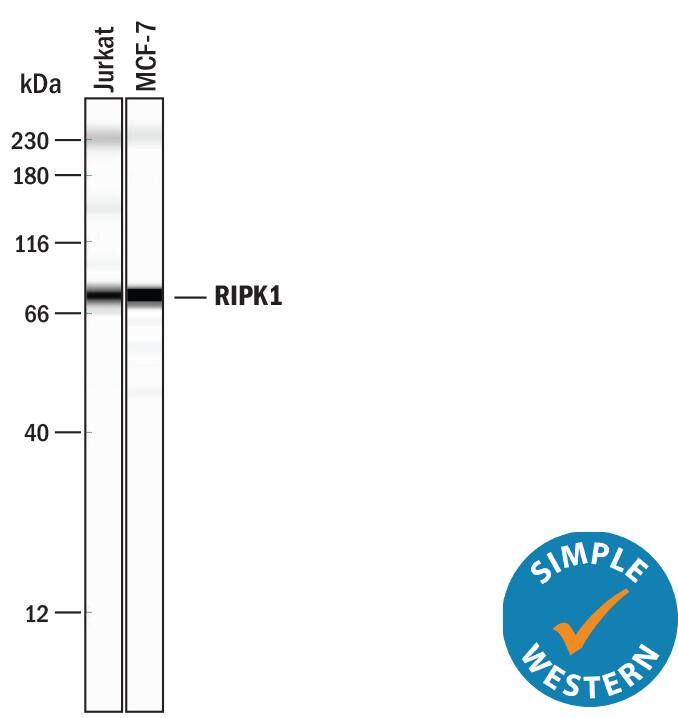 Simple Western lane view shows lysates of Jurkat human acute T cell leukemia cell line and MCF‑7 human breast cancer cell line, loaded at 0.2 mg/mL. A specific band was detected for RIPK1/RIP1 at approximately 78 kDa (as indicated) using 10 µg/mL of Mouse Anti-Human/Mouse/Rat RIPK1/RIP1 Monoclonal Antibody (Catalog # MAB3585). This experiment was conducted under reducing conditions and using the 12-230 kDa separation system.Non-specific interaction with the 230 kDa Simple Western standard may be seen with this antibody.