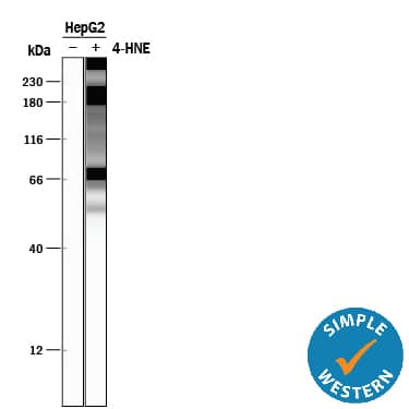 <b>Biological Strategies Validation. </b>Simple Western lane view shows lysates of HepG2 human hepatocellular carcinoma cell line untreated (-) or treated (+) with 4-Hydroxynonenal (4-HNE), loaded at 0.2 mg/mL. Specific bands were detected for 4‑Hydroxynonenal at adducts of histidine residues kDa (as indicated) using 5 µg/mL of Mouse Anti-4‑Hydroxynonenal Monoclonal Antibody (Catalog # MAB3249). This experiment was conducted under reducing conditions and using the 12-230 kDa separation system.