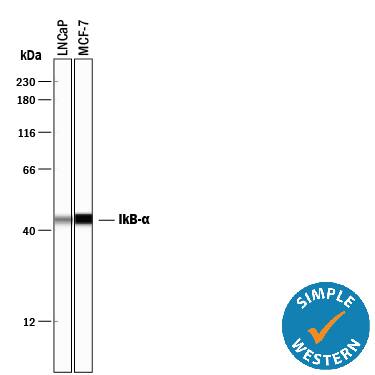 Simple Western lane view shows lysates of LNCaP human prostate cancer cell line and MCF‑7 human breast cancer cell line, loaded at 0.5 mg/mL. A specific band was detected for IkB‑ alpha  at approximately 44 kDa (as indicated) using 1 µg/mL of Mouse Anti-Human IkB‑ alpha  Monoclonal Antibody (Catalog # MAB4299). This experiment was conducted under reducing conditions and using the 12-230 kDa separation system.