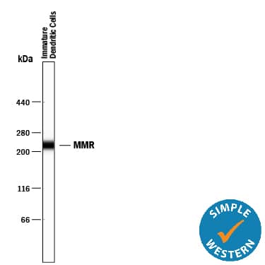 Simple Western lane view shows lysates of human immature dendritic cells, loaded at 0.2 mg/mL. A specific band was detected for MMR/CD206 at approximately 228 kDa (as indicated) using 20 µg/mL of Mouse Anti-Human MMR/CD206 Monoclonal Antibody (Catalog # MAB25341). This experiment was conducted under reducing conditions and using the 66-440 kDa separation system.
