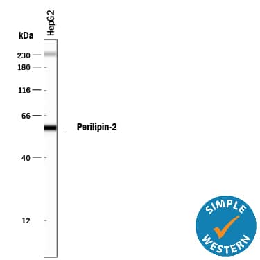 Simple Western Perilipin-2/ADFP Antibody (788620)