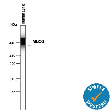 Simple Western MUC1 Antibody (604804) [Unconjugated]