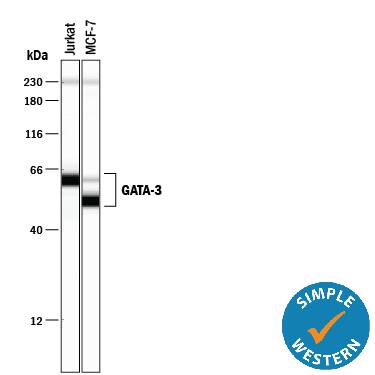 Simple Western GATA-3 Antibody (634913) [Unconjugated]