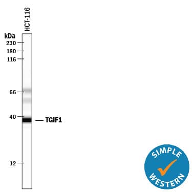 Simple Western TGIF1 Antibody (790707)
