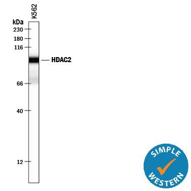 Simple Western lane view shows lysates of K562 human chronic myelogenous leukemia cell line, loaded at 0.5 mg/mL. A specific band was detected for Histone Deacetylase 2/HDAC2 at approximately 98 kDa (as indicated) using 2 µg/mL of Mouse Anti-Human/Rat Histone Deacetylase 2/HDAC2 Monoclonal Antibody (Catalog # MAB7679). This experiment was conducted under reducing conditions and using the 12-230 kDa separation system.