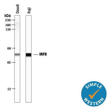 Simple Western lane view shows lysates of Daudi human Burkitt's lymphoma cell line and Raji human Burkitt's lymphoma cell line, loaded at 0.5 mg/mL. A specific band was detected for IRF8 at approximately 54 kDa (as indicated) using 20 µg/mL of Mouse Anti-Human IRF8 Monoclonal Antibody (Catalog # MAB5117). This experiment was conducted under reducing conditions and using the 12-230 kDa separation system.