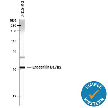 Simple Western lane view shows lysates of U‑118‑MG human glioblastoma/astrocytoma cell line, loaded at 0.5 mg/mL. A specific band was detected for Endophilin B1/B2 at approximately 42 kDa (as indicated) using 2 µg/mL of Mouse Anti-Human Endophilin B1/B2 Monoclonal Antibody (Catalog # MAB7456). This experiment was conducted under reducing conditions and using the 12-230 kDa separation system.