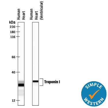 Simple Western lane view shows lysates of human heart tissue and human heart (ventricular) tissue, loaded at 0.5 mg/mL. Specific bands were detected for Troponin I/TNNI3 at approximately 27-31 kDa (as indicated) using 10 µg/mL of Mouse Anti-Human Troponin I/TNNI3 Monoclonal Antibody (Catalog # MAB68871). This experiment was conducted under reducing conditions and using the 12-230 kDa separation system.