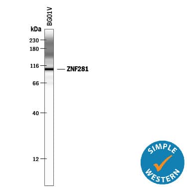 Simple Western lane view shows lysates of BG01V human embryonic stem cells, loaded at 0.5 mg/mL. A specific band was detected for ZNF281 at approximately 107 kDa (as indicated) using 50 µg/mL of Mouse Anti-Human ZNF281 Monoclonal Antibody (Catalog # MAB6350). This experiment was conducted under reducing conditions and using the 12-230 kDa separation system.Non-specific interaction with the 230 kDa Simple Western standard may be seen with this antibody.